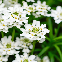 3 Scheefbloem ‘Iberis sempervirens Schneeflocke’ Ø9 cm ↕15 cm