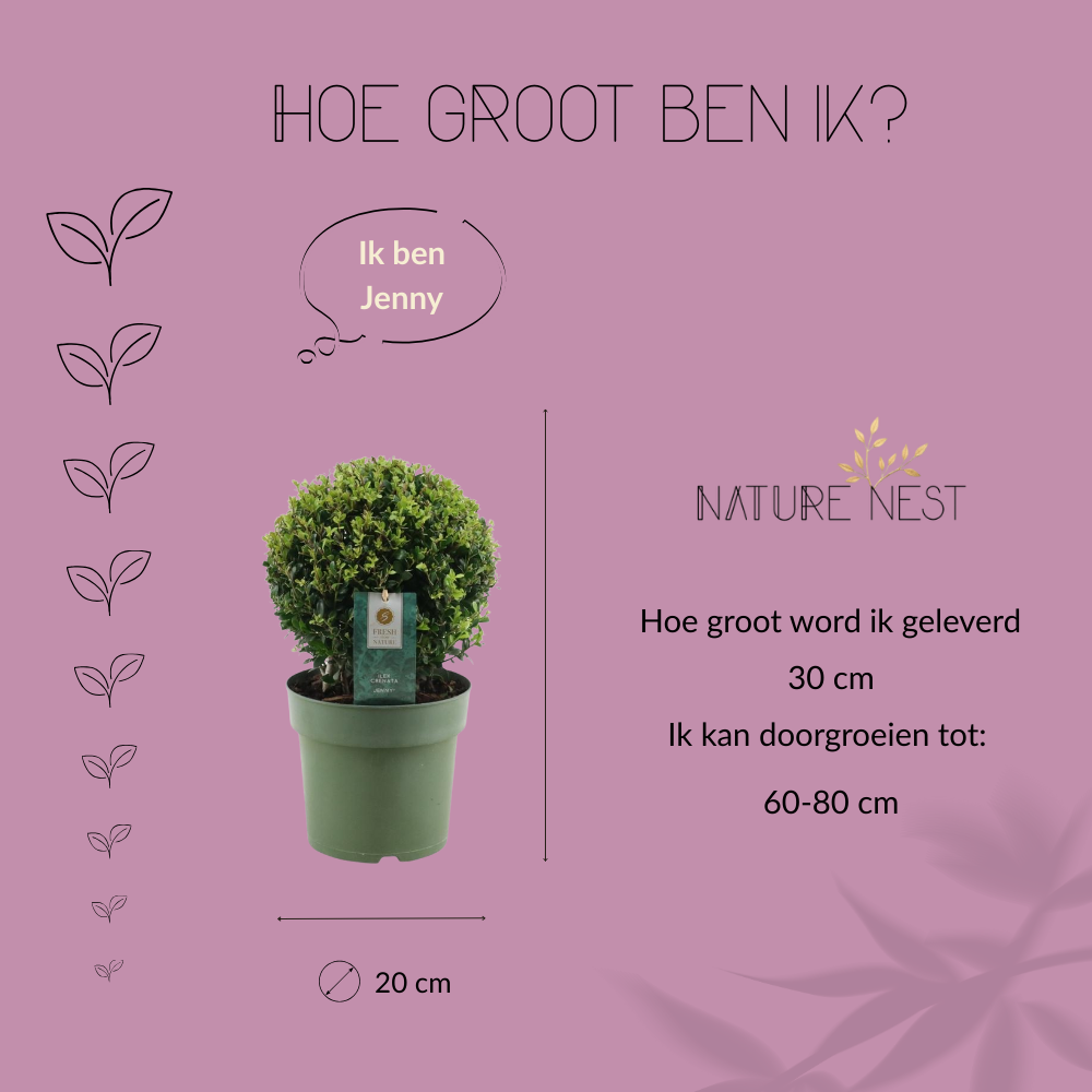 Ilex Crenata 'Jenny'