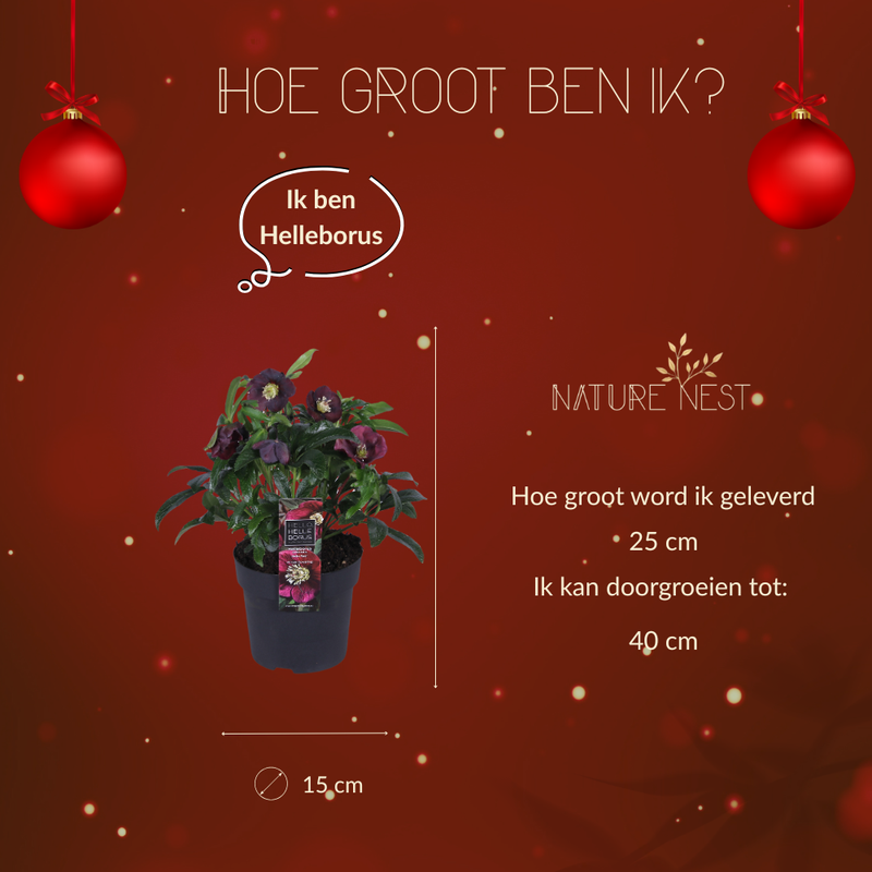 Set van 3 Kerstroos Specials mix | 3x Helleborus Orientalis | 15 cm Ø | 25 cm ↕
