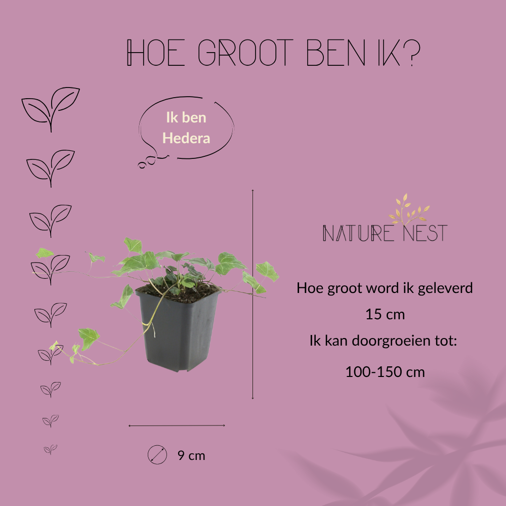 3 Klimopplanten | Hedera helix 'Glacier' | Tuinplanten | Planten