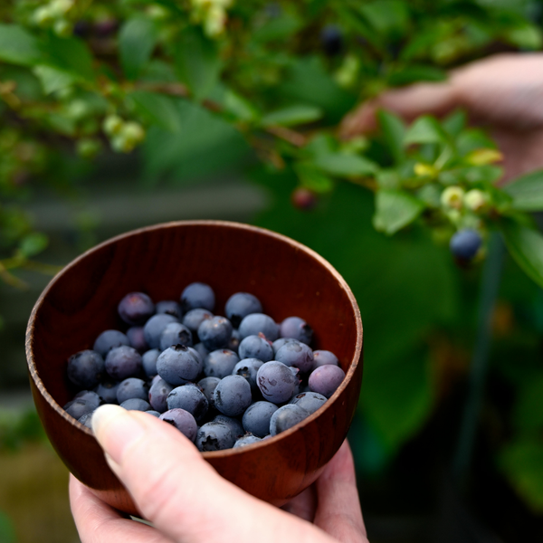 3 blueberry plants | blueberry plants | 100% Organic fruit plants | blueberries