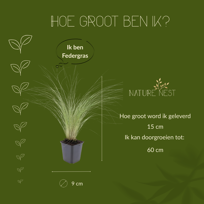 12 Federgras planten | Stipa tenuissima 'Ponytails' | Tuinplanten | Planten