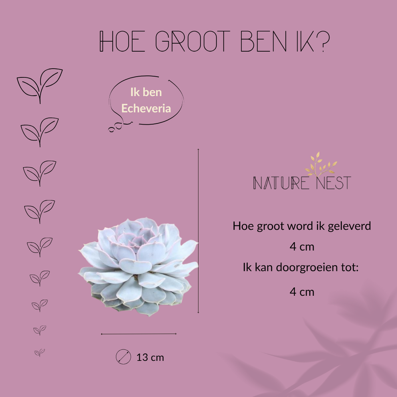 Echte Succulent Lila in Concrete keramiek schaal - Ø12-14 cm ↕5 cm - 1x Echeveria Lilacina| vetplant