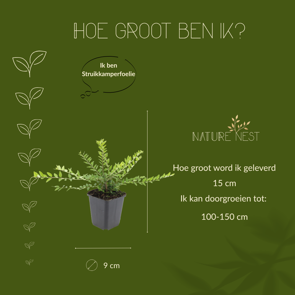 12 Struikkamperfoelie planten | Lonicera nitida 'Maigrün' | Tuinplanten | Planten