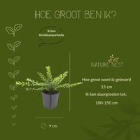 12 Struikkamperfoelie planten | Lonicera nitida 'Maigrün' | Tuinplanten | Planten