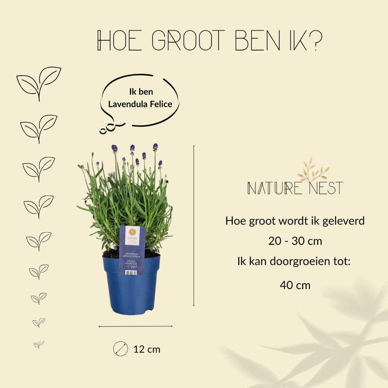 Set van 6 Winterharde Lavendelplanten | 6 x Ø12 cm ↕30 cm | Lavendula ang. Felice