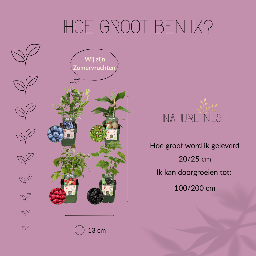 Bio Fruitplanten Mix 'Zomervruchten' (4 stuks)