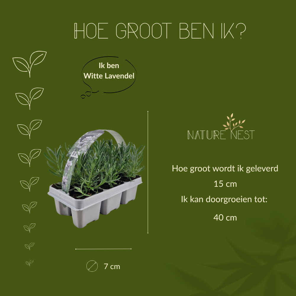 12 Witte lavendel planten - Lavendel angustifolia Edelweiss