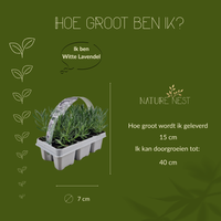 12 Witte lavendel planten - Lavendel angustifolia Edelweiss