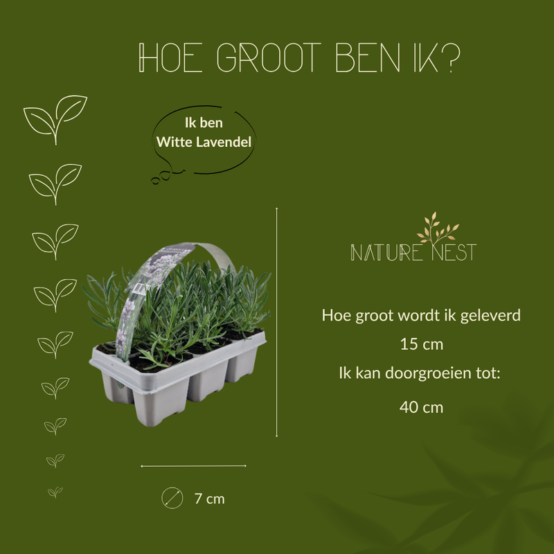 12 Witte lavendel planten - Lavendel angustifolia Edelweiss