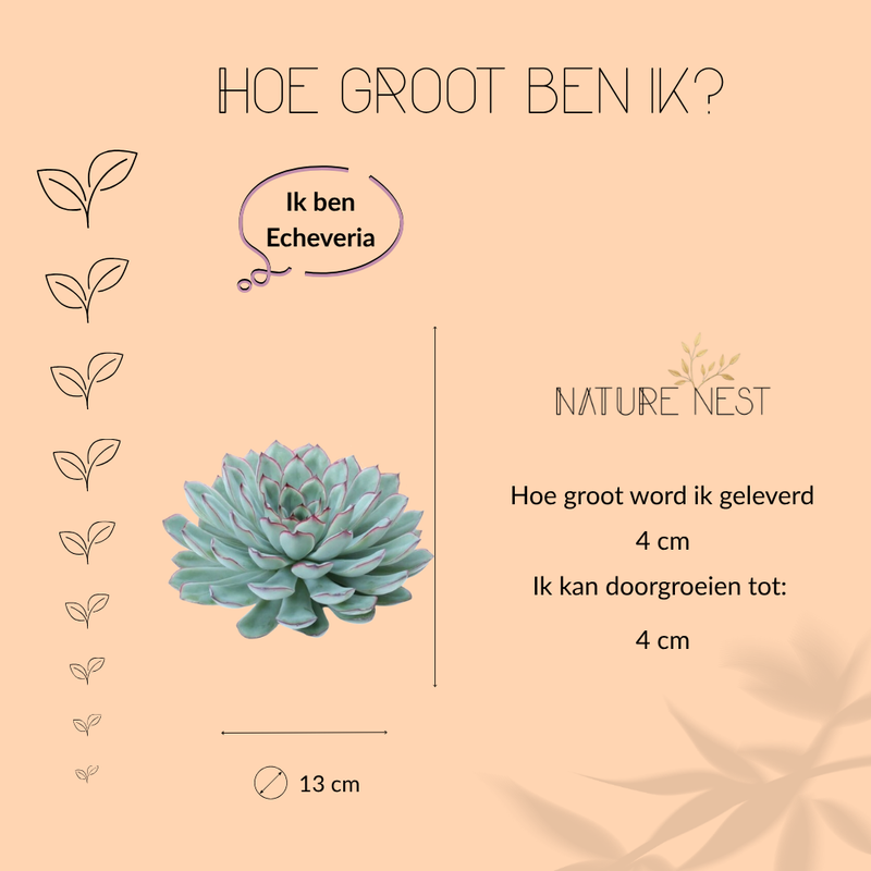 Echte Succulent groen in zwarte keramiek schaal - Ø12-14 cm ↕5 cm -1x Echeveria Pulidonis - vetplant