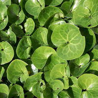 Asarum europaeum (Europese wilde gember), set van 3, bodembedekkers