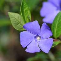 3 Paarse Maagdenpalm Planten ‘Vinca minor Atropurpurea’ Ø9 cm ↕15 cm