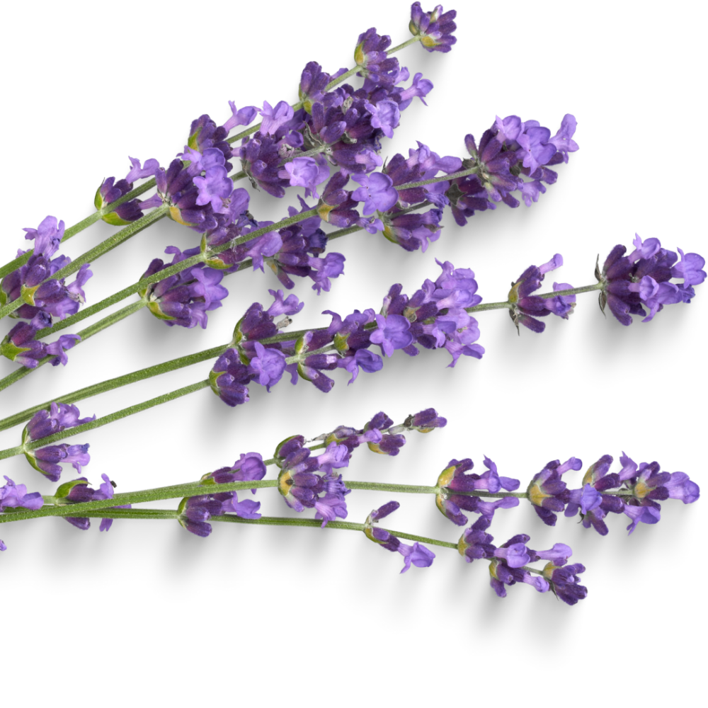 6 Blauwe Lavendelplanten ‘Lavandula angustifolia’ Ø7 cm ↕15 cm