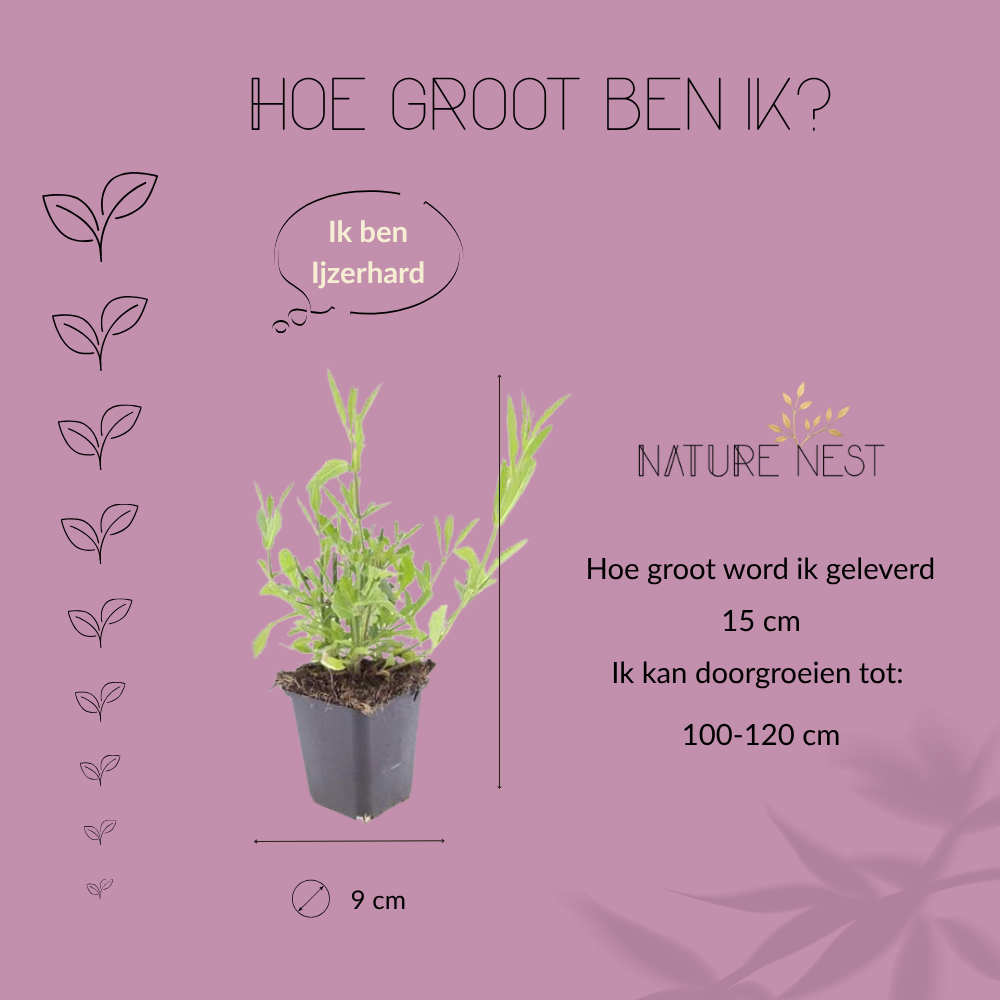 6 Verbena bonariensis Plants | Garden Plants | Plants 