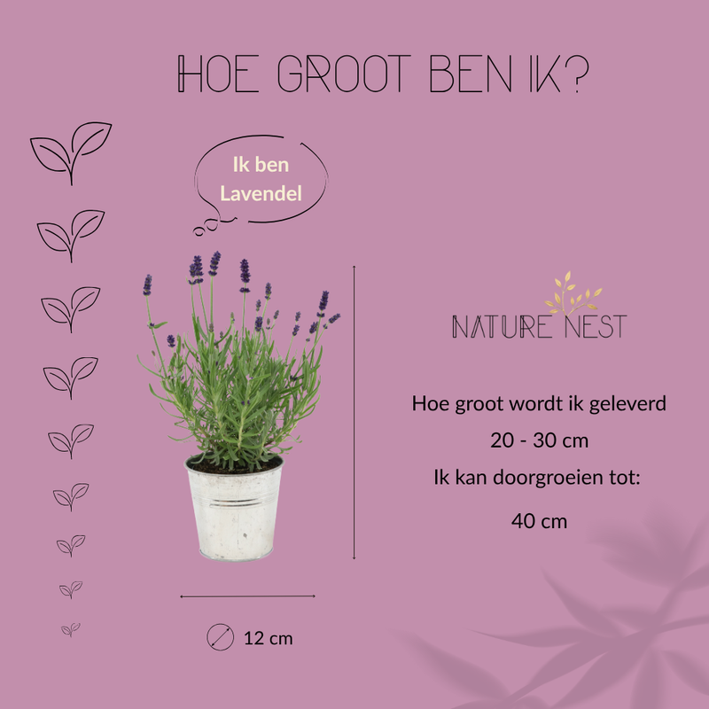 Set van 3 echte lavendelplanten in sierpot 'Deluxe' | 3 x Ø12 cm - ↕25 cm