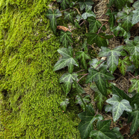 3 Atlantische Klimopplanten ‘Hedera hibernica’ Ø9 cm ↕15 cm