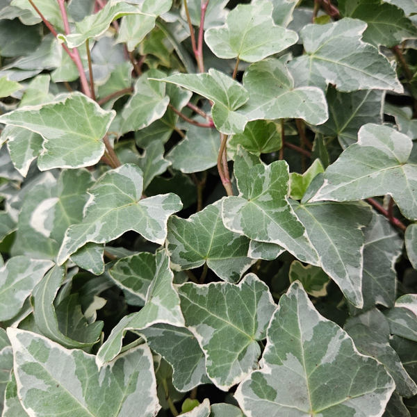 3 Klimopplanten ‘Hedera helix Glacier’ Ø9 cm ↕15 cm
