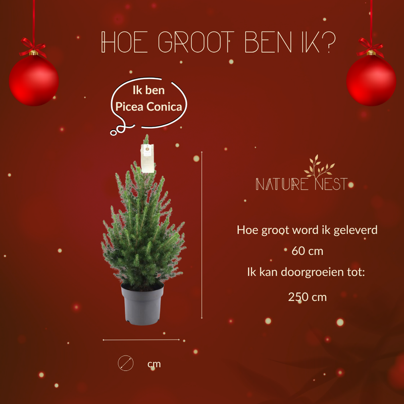 Kerstboom | 1x Picea Conica 'December' | 19 cm Ø | 60 cm ↕