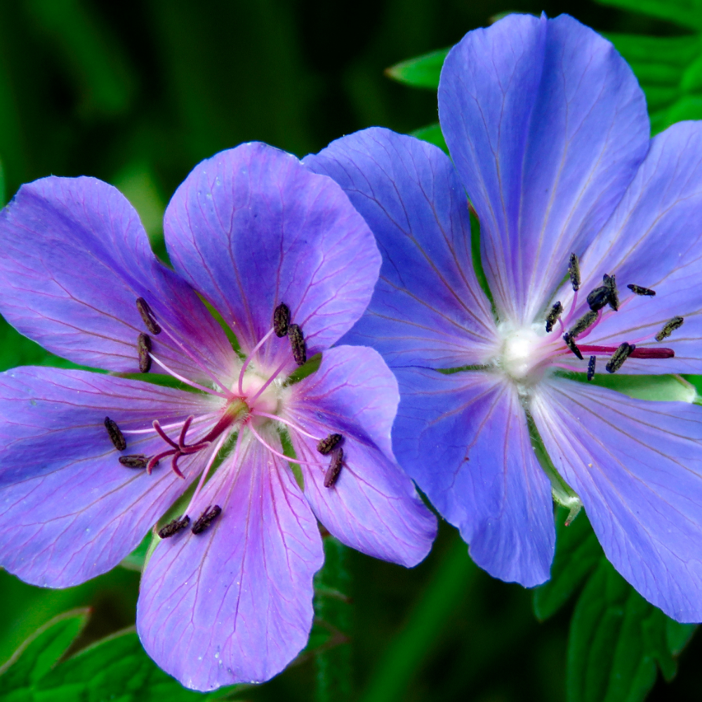 3 Ooievaarsbek ‘Geranium Azure Rush’ Ø9 cm ↕15 cm