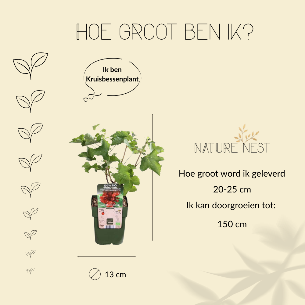 3 Kruisbessenplanten | 100% Biologische Fruitplanten | Kruisbessen