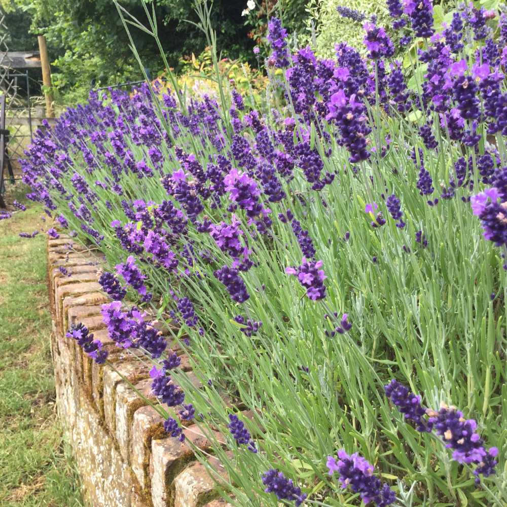 3 Lavendelplanten ‘Lavandula angustifolia Hidcote’ Ø9 cm ↕15 cm