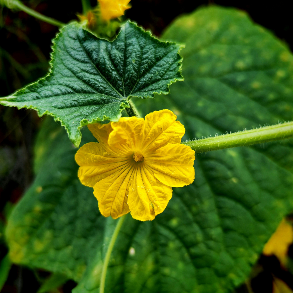 1 Snackkomkommer plant Ø14 cm ↕40 cm