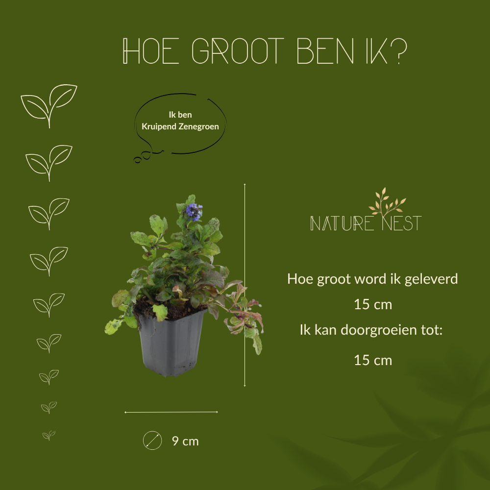3 Kruipend zenegroen planten | Ajuga reptans | Tuinplanten | Planten