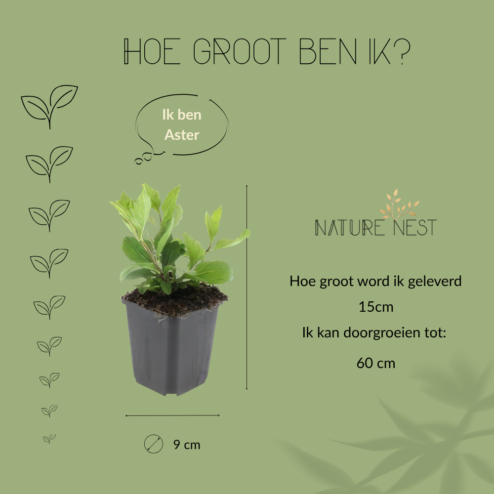 3 Asterplanten | Aster ageratoides 'Asran' | Tuinplanten | Planten