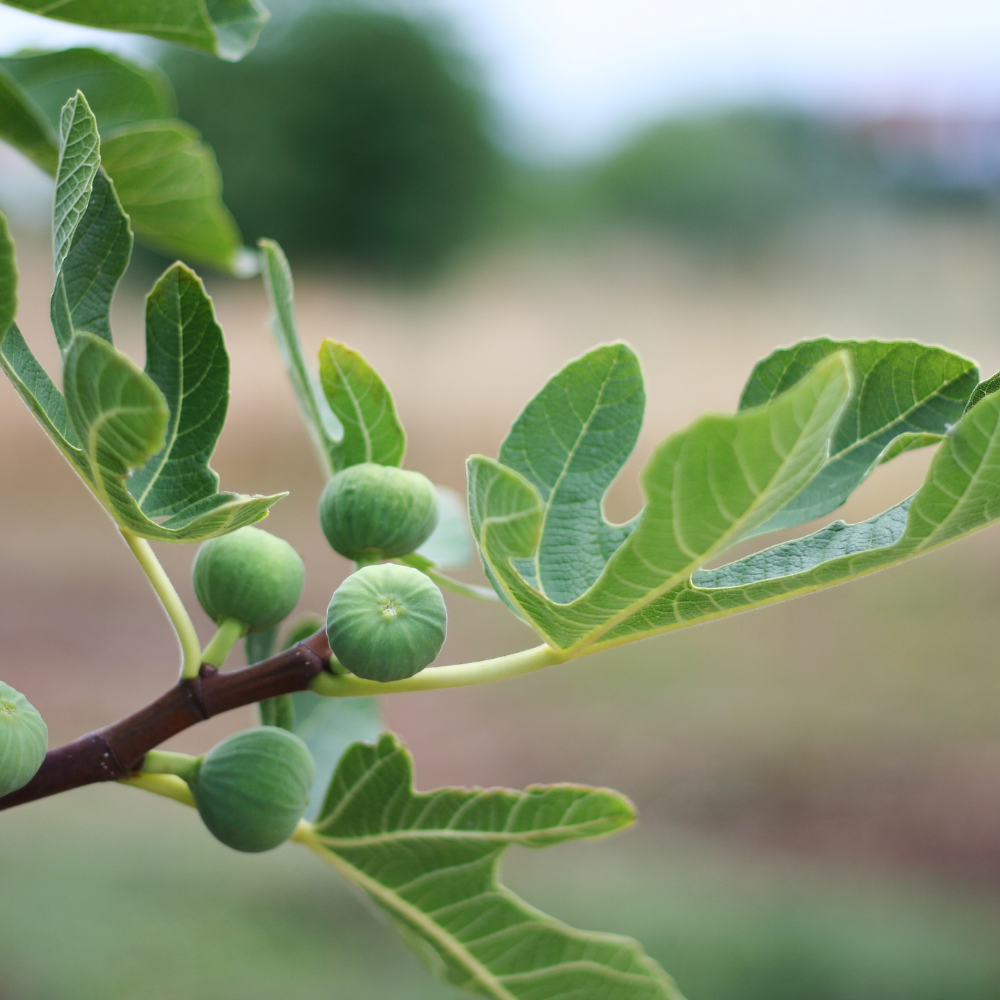 3 Fig Tree Plants | 100% Organic Fruit Plants | Hardy Fig Trees