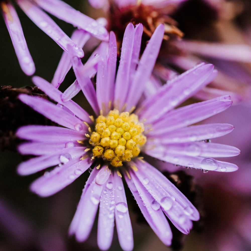 Aster Ageratoides 'Asran'
