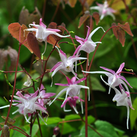 3 Elfenbloem ‘Epimedium rubrum’ Ø9 cm ↕15 cm