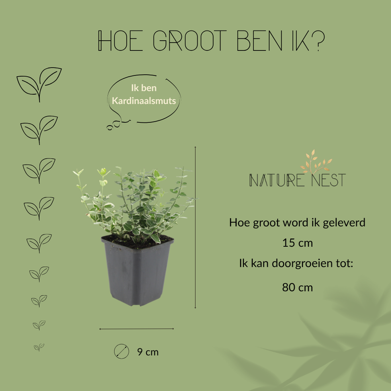 12 Bonte Kardinaalsmuts Planten | Euonymus 'Emerald 'n Gaity' | Tuinplanten