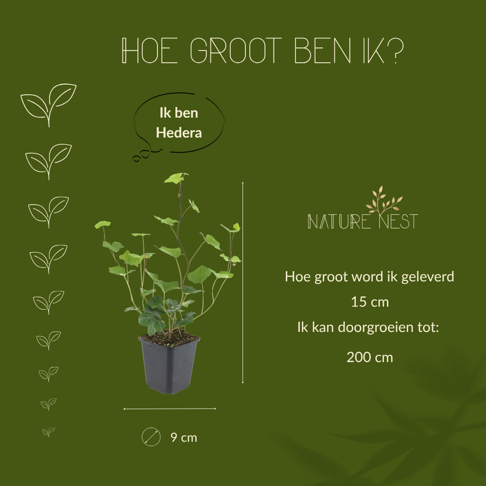 Hedera Hibernica (Atlantische Klimop)