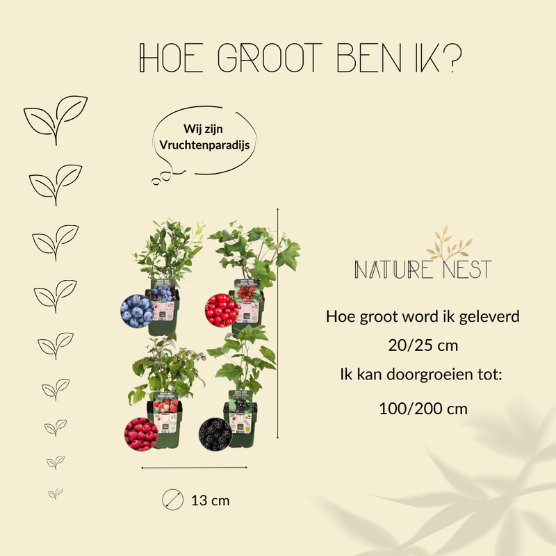 "Vruchtenparadijs" BIO Fruitplanten mix set van 4 verschillende soorten | 100% Biologisch gekweekt