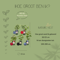 Bio Fruitplanten Mix 'Vruchten Oase' (5 stuks)