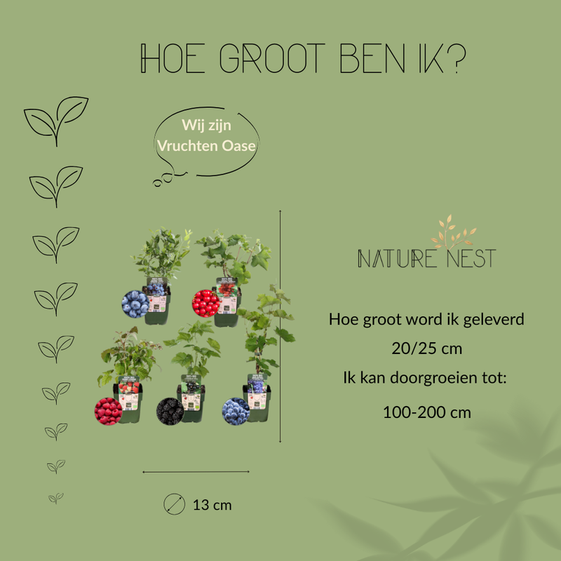 "Vruchten oase" BIO Fruitplanten mix set van 5 verschillende soorten | 100% Biologisch gekweekt