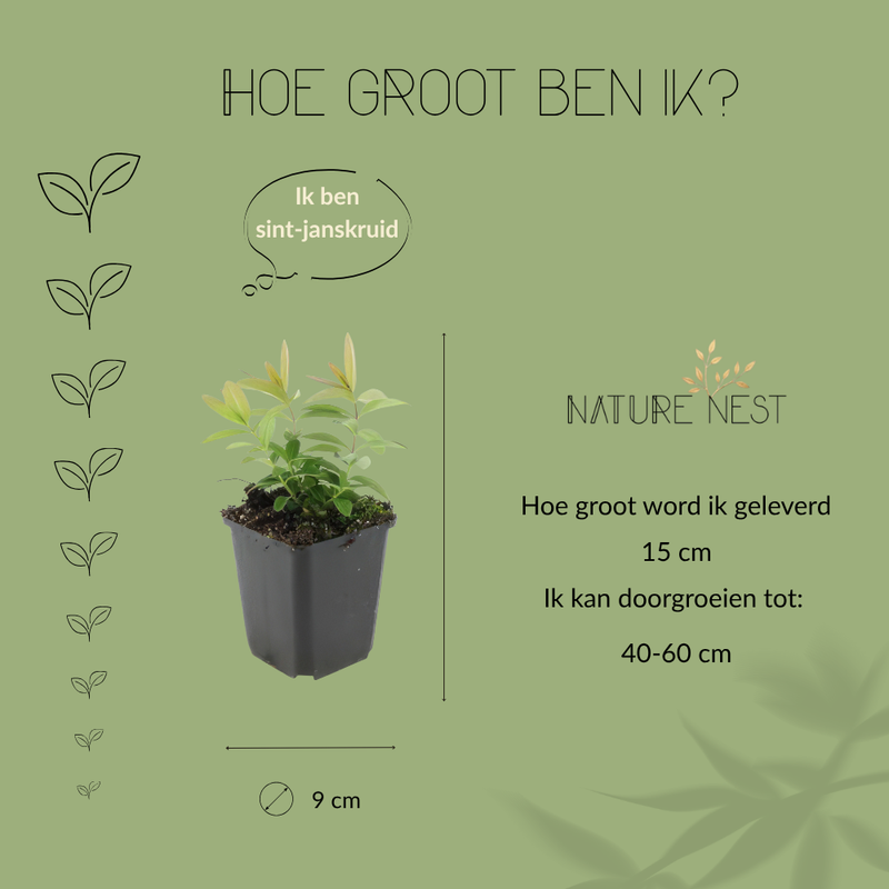 6 Sint-Janskruid Planten | Hypericum calycinum | Tuinplanten | Planten