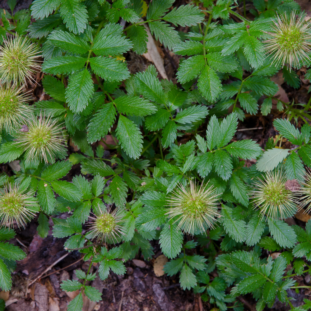 3 Stekelnoot Planten ‘Acaena microphylla Kupferteppich’ Ø9 cm ↕15 cm