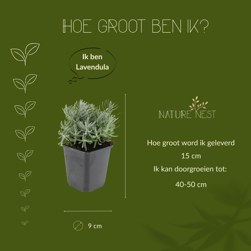 3 Lavendelplanten | Lavandula angustifolia 'Hidcote' | Tuinplanten | Planten