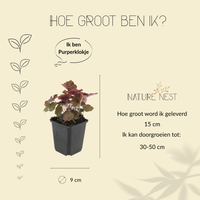12 Purperklokjes Planten | Heuchera micrantha 'Palace Purple' | Tuinplanten