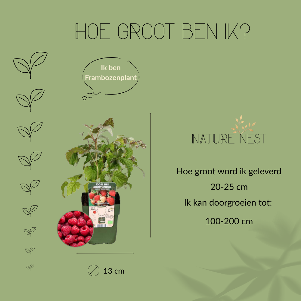 3 Frambozenplanten | 100% Biologische fruitplanten | frambozen | tuinplanten