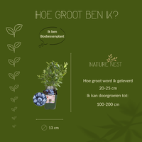 3 bosbessenplanten | bosbessenplanten | 100% Biologische fruitplanten | bosbessen