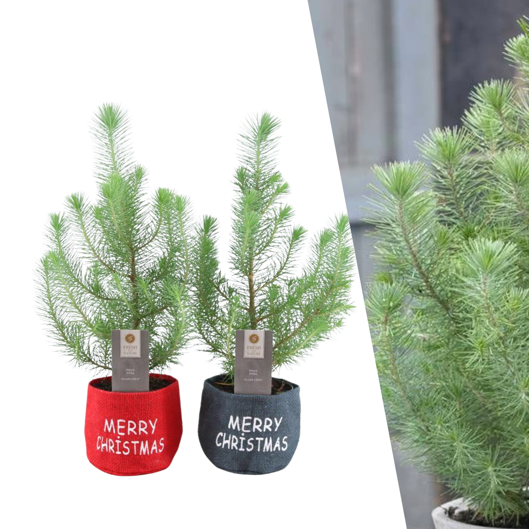 Mini-Weihnachtsbaum-Mix im Weihnachtsbeutel – Set mit 2 Stück