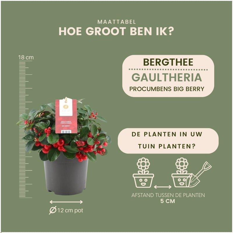 Gaultheria Big Berry - conjunto de 6 peças