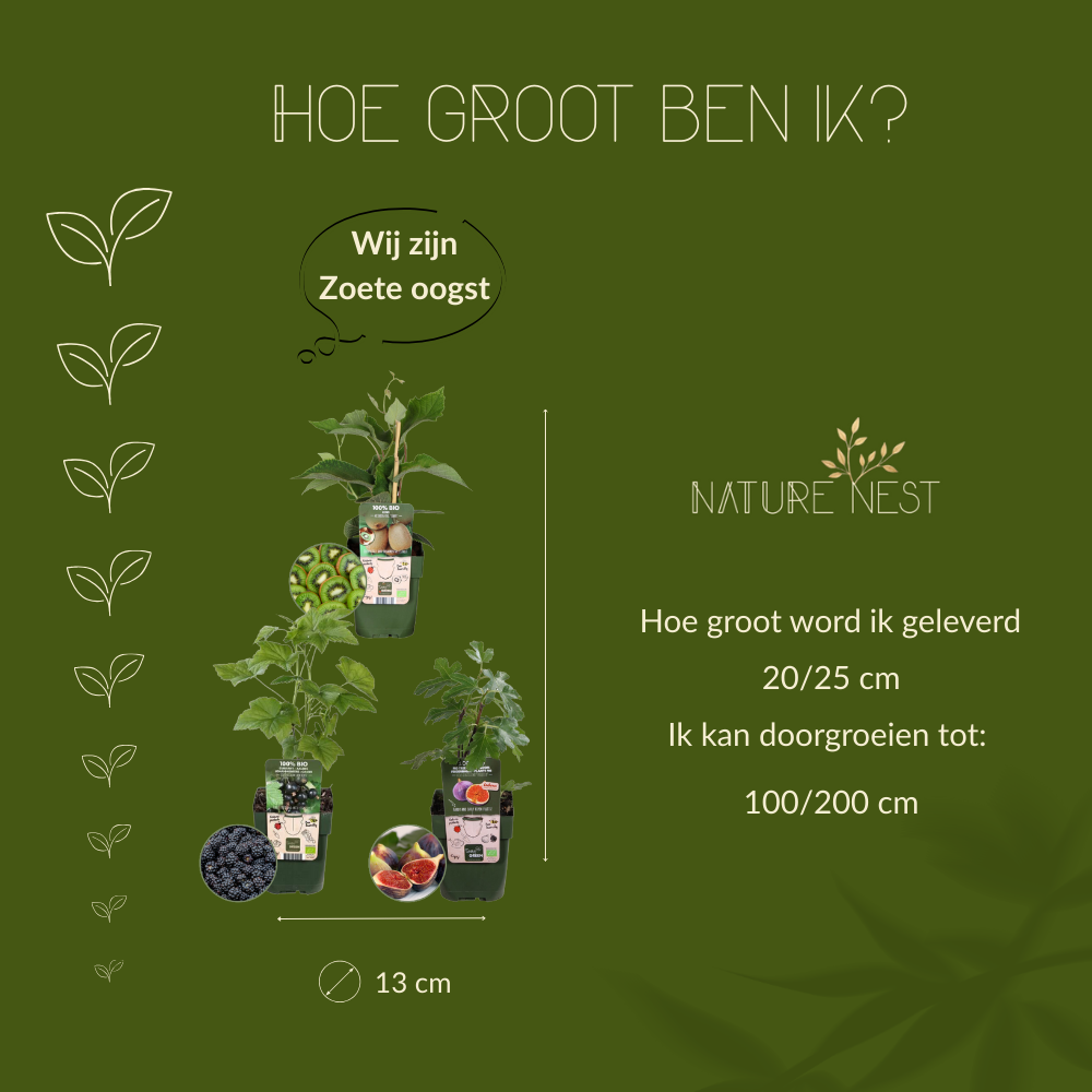 Bio Fruitplanten Mix 'Zoete Oogst' (3 stuks)