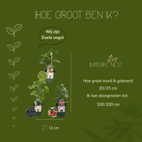 "Zoete oogst trio" BIO Fruitplanten mix set van 3 verschillende soorten | 100% Biologisch gekweekt