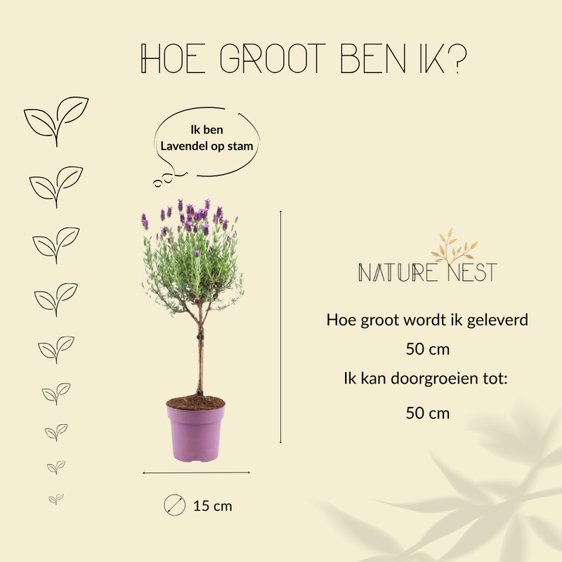 Set van 2 Franse lavendelplanten op stam |  2 x Ø15 cm - ↕50 cm | Planten