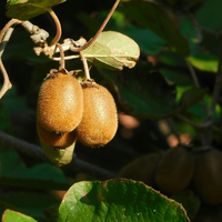 "Sweet Harvest Trio" Organic Fruit Plant Mix Set of 3 Different Varieties | 100% Organically Grown