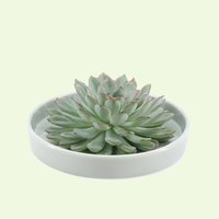 1 Succulent ‘Echeveria Pulidonis’ Ø12–14 cm ↕5 cm